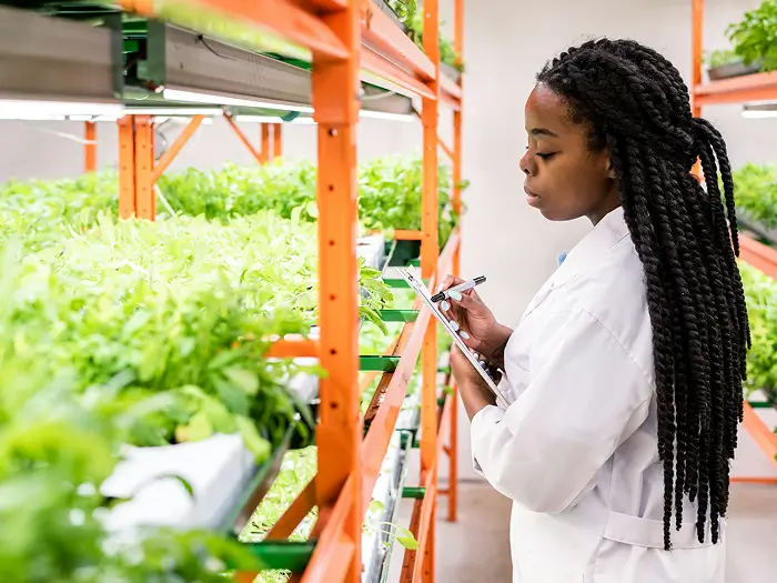 Agricultural business owner monitoring hydroponic farm operations with Moula business funding